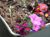 Петунии, маргаритки и колеусы уже можно сеять на рассаду в феврале