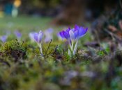 В Україні навіть зацвіли весняні квіти