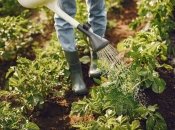 Чому рослини не можна поливати холодною водою