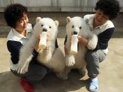 ФОТОпозитив: животные-близнецы