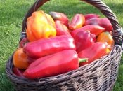 Перці виростуть великими та здоровими