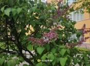 Сирень в Киеве