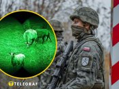 Вівці незаконно перетнули кордон