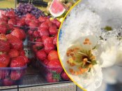 Врожаї постраждали від холоднечі