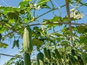 Подкормите огурцы, чтобы они не испортились в жару