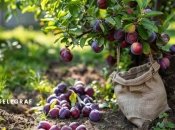 Слива нужно хорошо подкармливать (изображение создано с помощью ИИ)