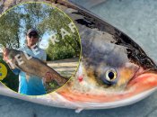 Толстолобик