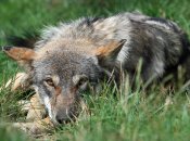 "Хоч вовк траву їж": мало кто знает, что значит этот фразеологизм в украинском языке