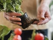 Рослини потрібно правильно поливати