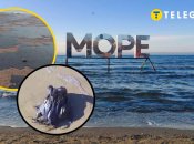 Колаж "Телеграфа"