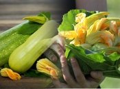 Как нельзя поливать кабачки