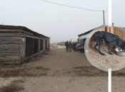 Приют для животных "Сириус"