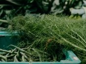 Не кожен городник це знає