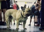 Під час тривоги у підземку можна проводити всіх тварин для укриття