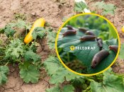 Слизни не испортят ваш урожай, если сделать природный барьер