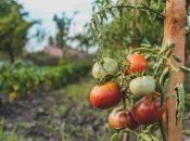 Томатам не завадить гарне добриво