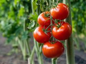 Помидоры нуждаются в правильном уходе (изображение создано с помощью ИИ)