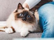 Бірманська кішка має характерні особливості породи