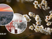 Весной заморозки и кот