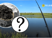 Як веслоніс потрапив у водойми України