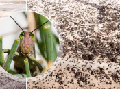 Колаж "Телеграф"