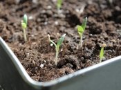 Марганцовка отлично дезинфицирует семена овощей