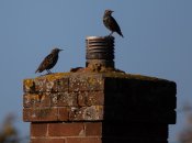 Як почистити димар так, щоб не лізти на дах