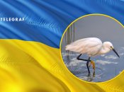 Журавель у воді