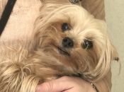 У маленькой собачки не было ник одного шанса выжить