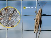 В Запорожской области нашествие саранчи