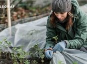 Рассаду можно защитить от заморозков (изображение создано с помощью ИИ)