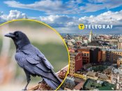 Унікальну білу ворону побачили у Києві