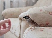 До чого птах залітає до оселі