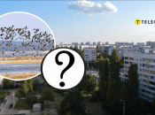 В Харькове увидели фазана