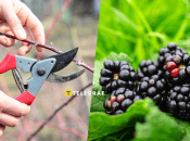 Обрізка ожини