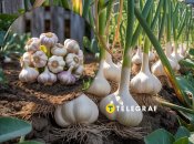 Вас порадует урожай чеснока