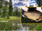 В Украине исчезает карась