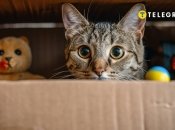 Кожен кіт має свою улюблену коробку в домі (фото створене з допомогою ШІ)