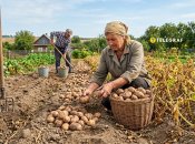 Кінець літа – час копати картоплю