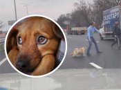 Спасение собачек