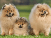 Померанского шпица нужно часто расчесывать