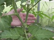 Томаты – растения очень пластичные