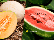 Посев арбузов и дынь 2025