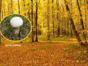 Гриб-дождевик