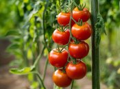 Помидоры нуждаются в правильном уходе (изображение создано с помощью ИИ)