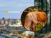 Тварини гуляли містом