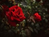 Розы перезимуют без проблем