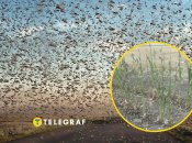 Сарана в Україні