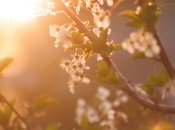 Какой сегодня праздник – День памяти священномученика Василия