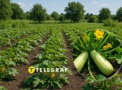 Кабачки повинні плодоносити